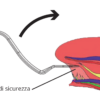 Tongue Lifter - Device for lingual frenulum - immagine 3